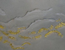 Waddenschaal-2 Detail.